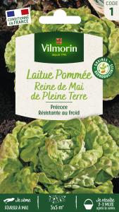Laitue Pommée Reine de Mai de Pleine Terre